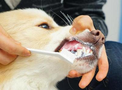 養(yǎng)狗，不管你多節(jié)儉，這幾樣口腔衛(wèi)生用品該換就換！